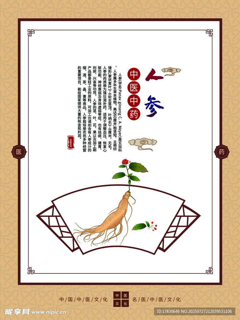 传统中药材人参插画展示