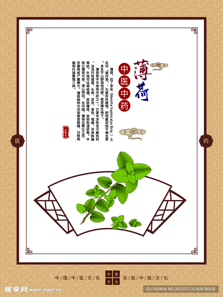 清新薄荷叶插画