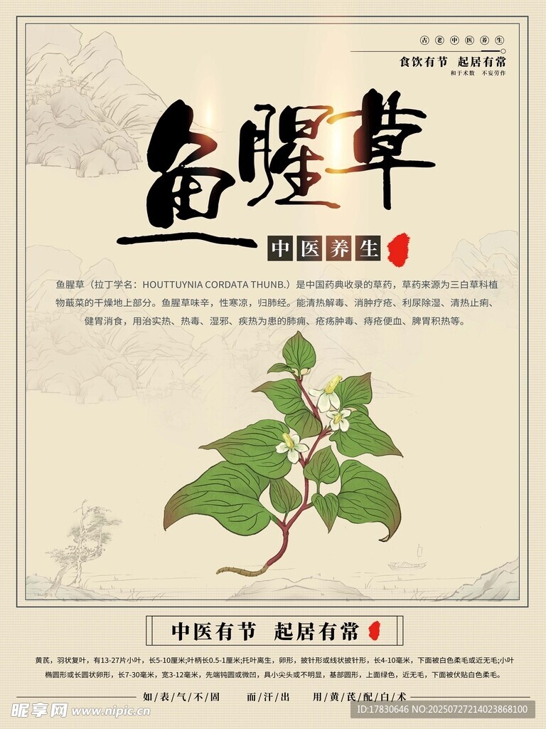 金盏草古籍插画展示
