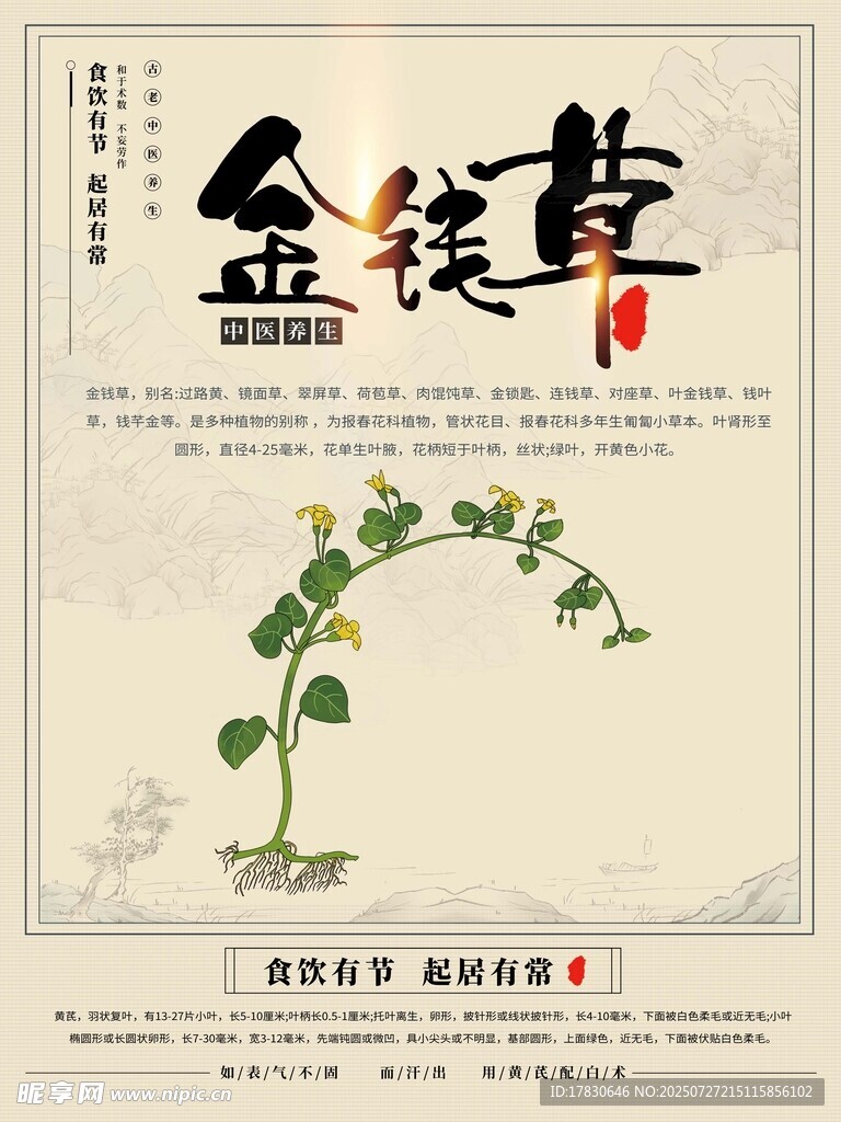 金钱草中药材展示图
