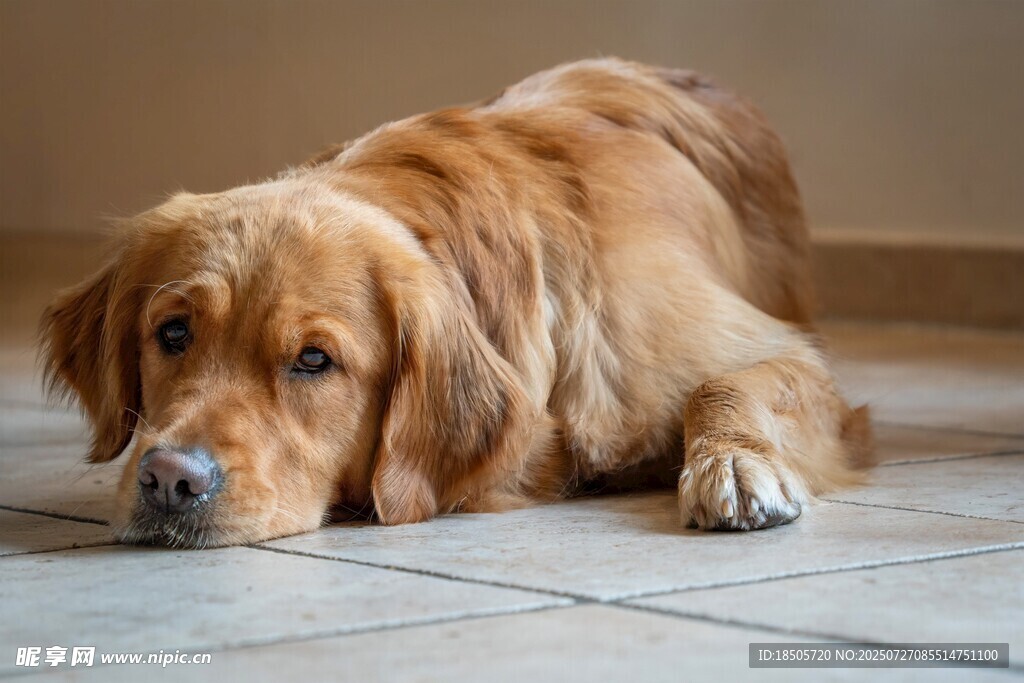 趴着的金毛犬