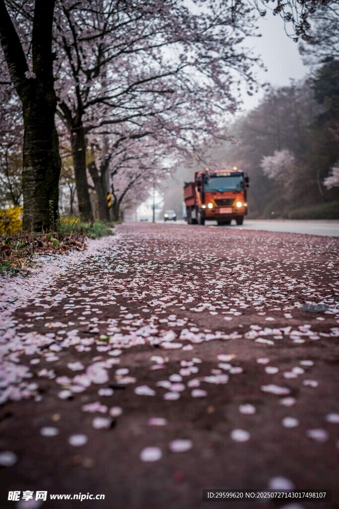 雨中落樱路 