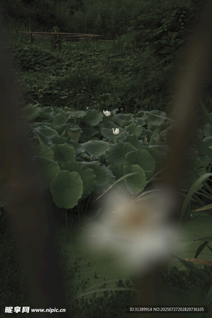 森林中朦胧的光斑景象