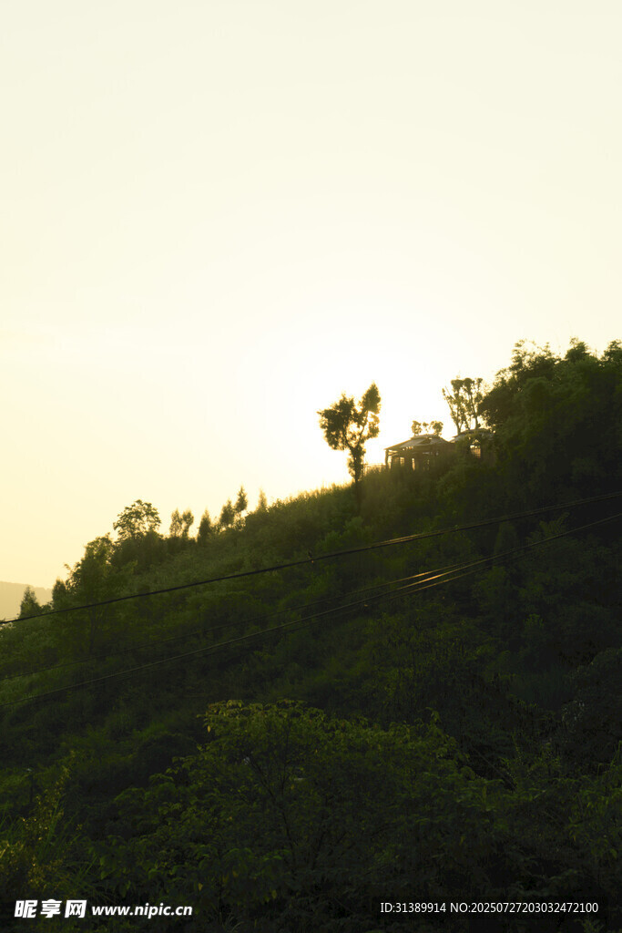 夕阳下的山坡绿树景观