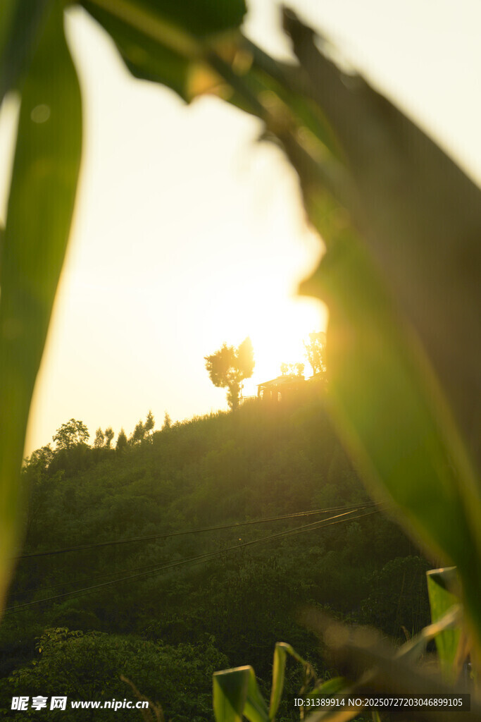 夕阳下的绿植美景