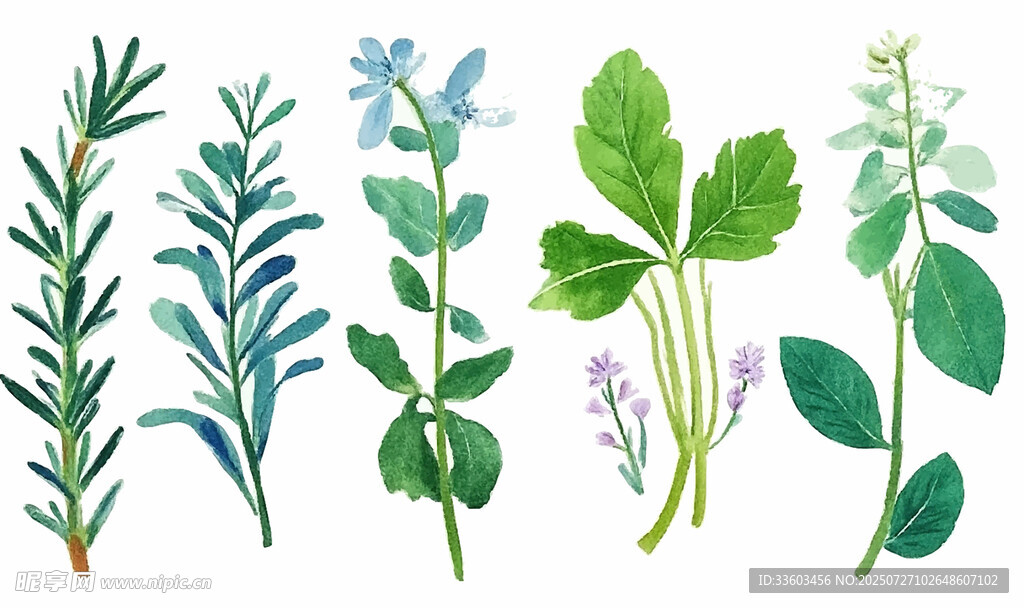 多样清新草本植物插画