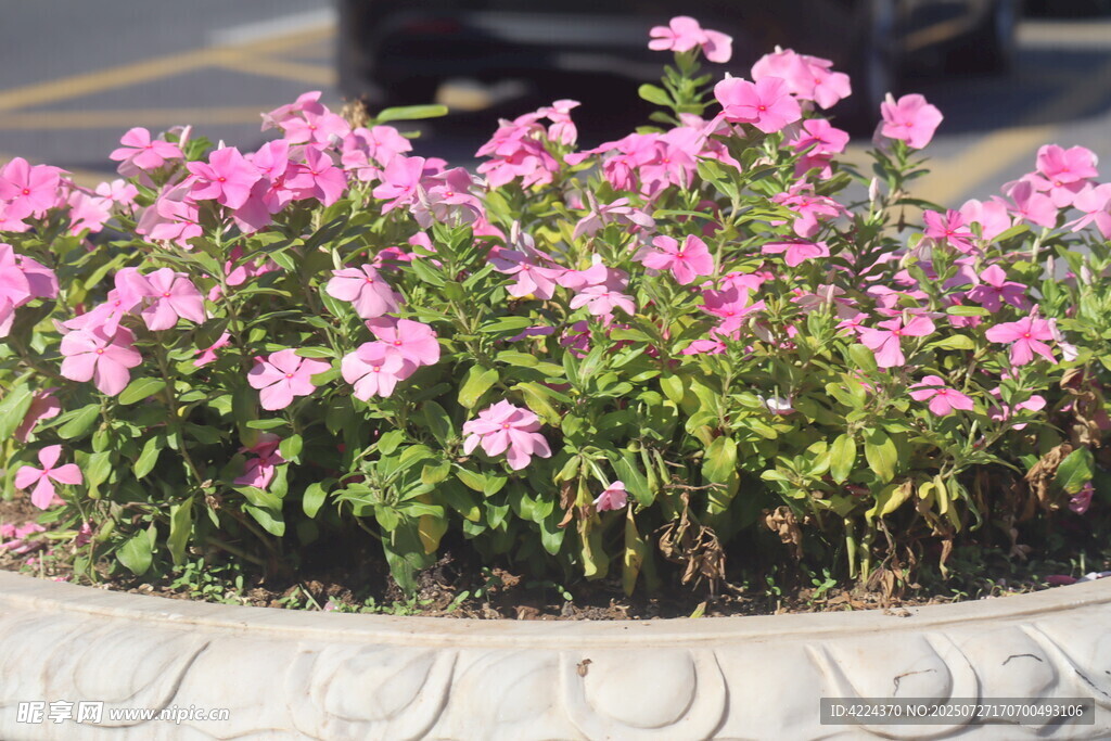 长春花