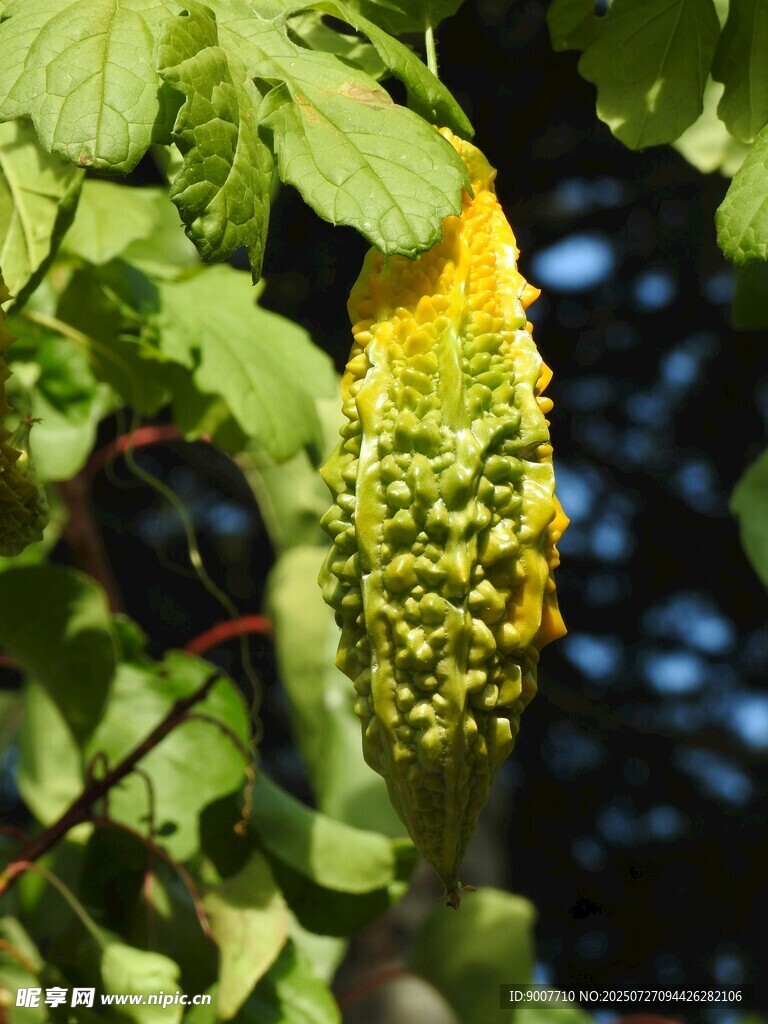 奇特造型的苦瓜挂在枝头