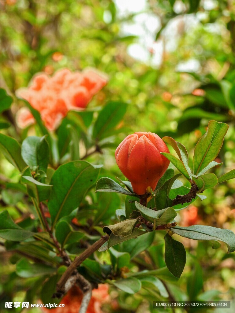 枝头娇艳石榴果