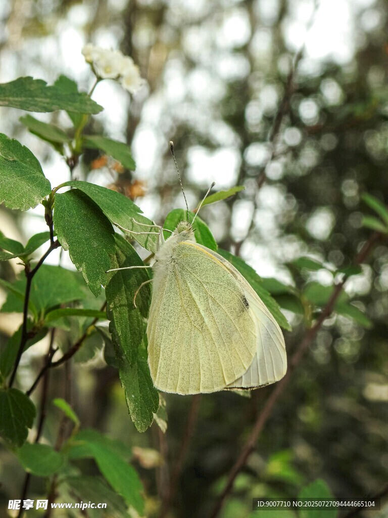 绿叶间的淡黄蝴蝶