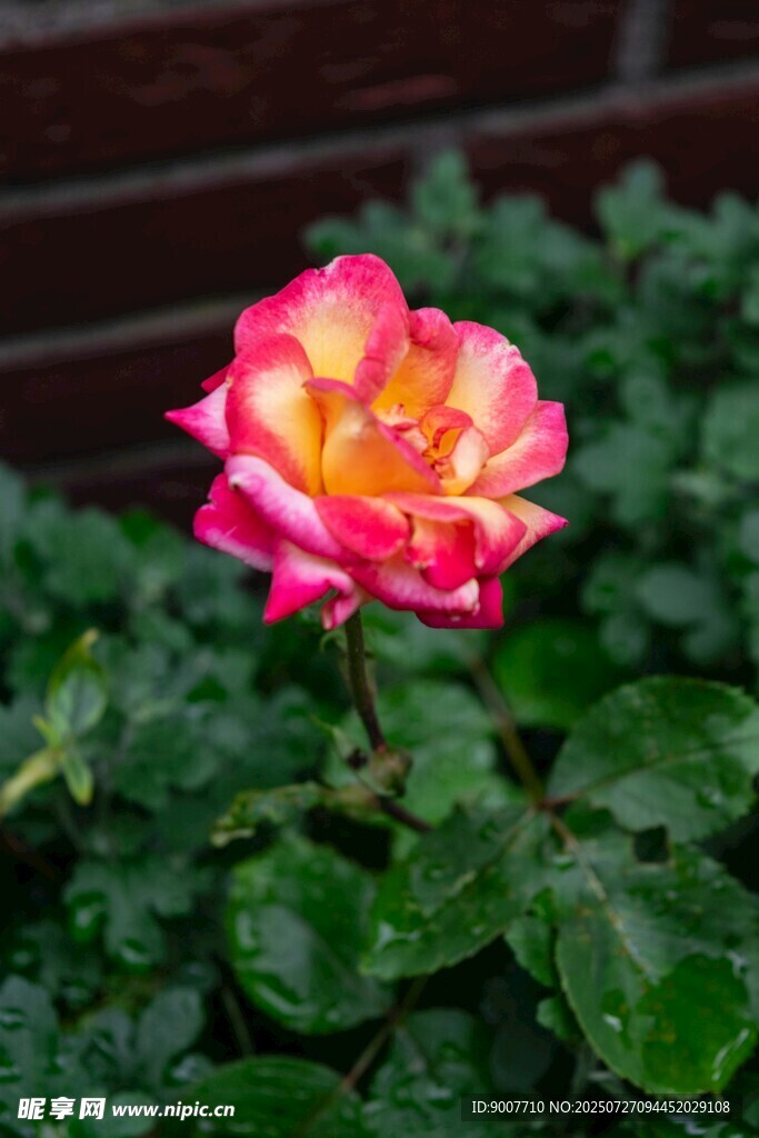 娇艳双色月季花绽放