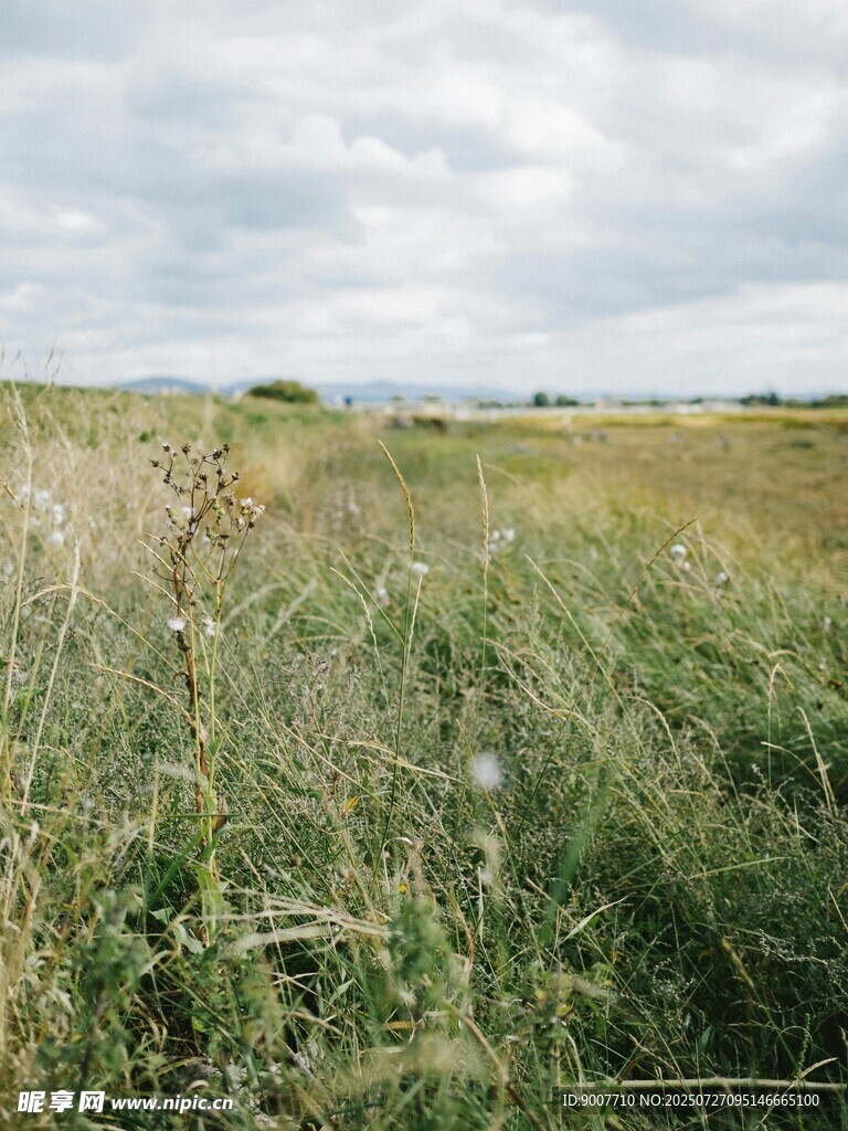 广袤原野上的茂盛青草