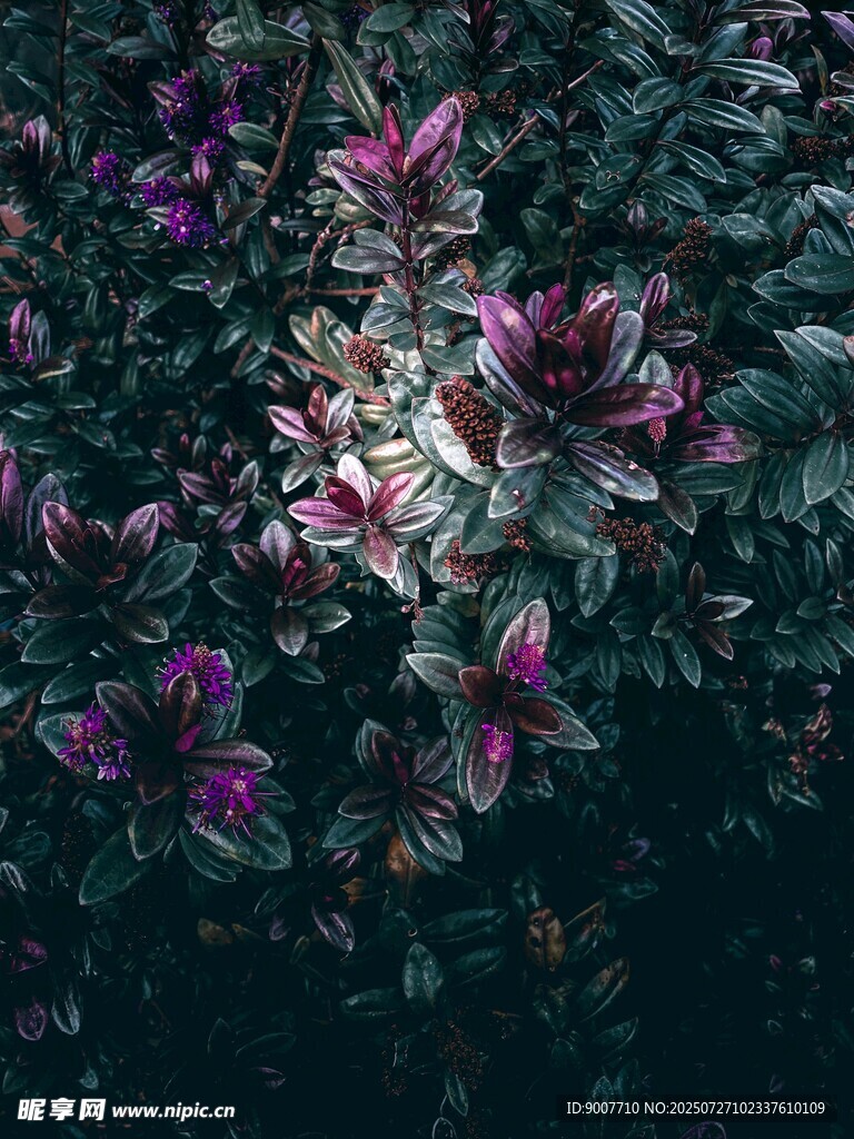 暗调花丛中的多彩花卉