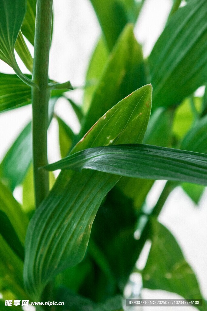 翠绿清新植物特写