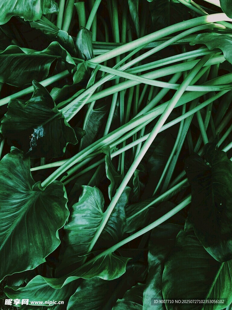 翠绿繁茂的热带植物景观