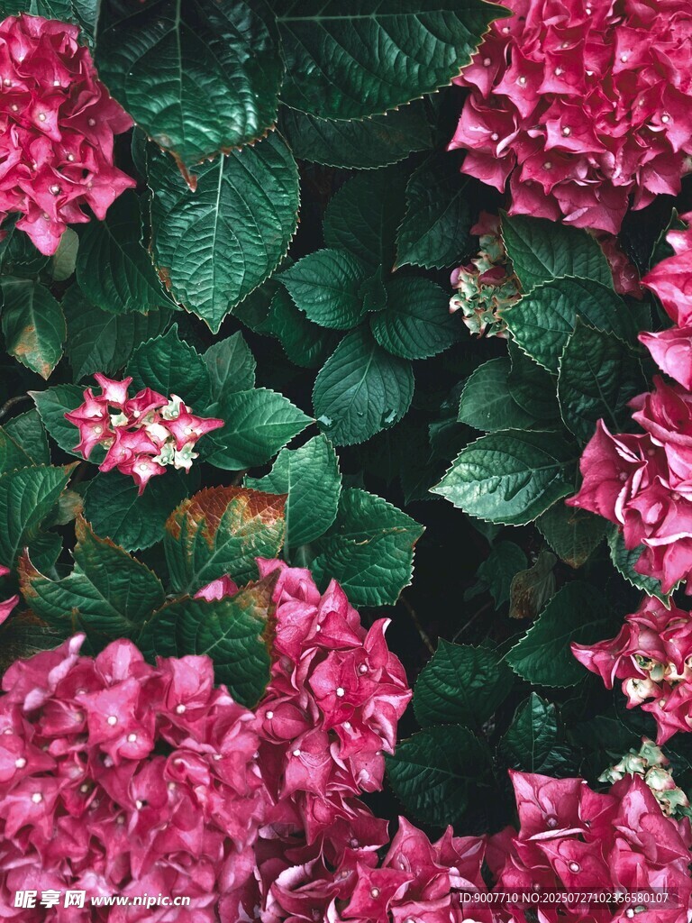 娇艳绣球花绽放绿意间