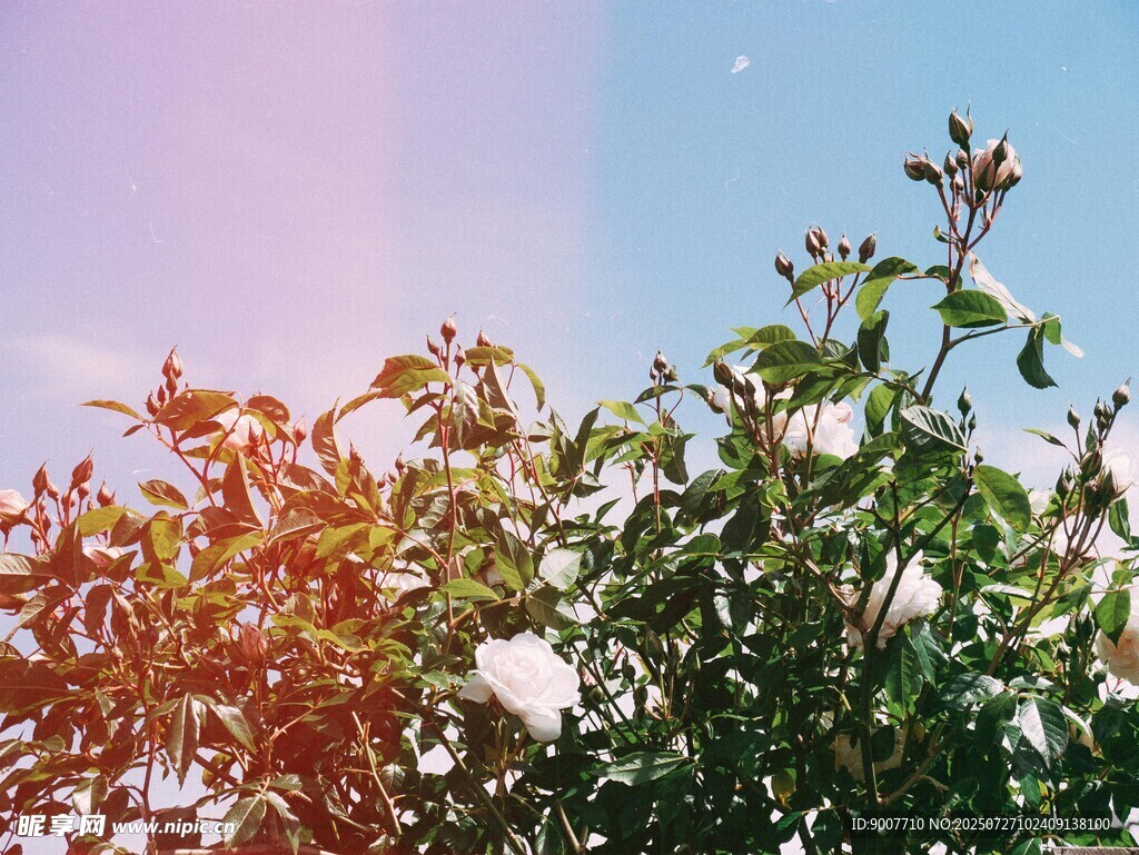 阳光下的绿植花卉
