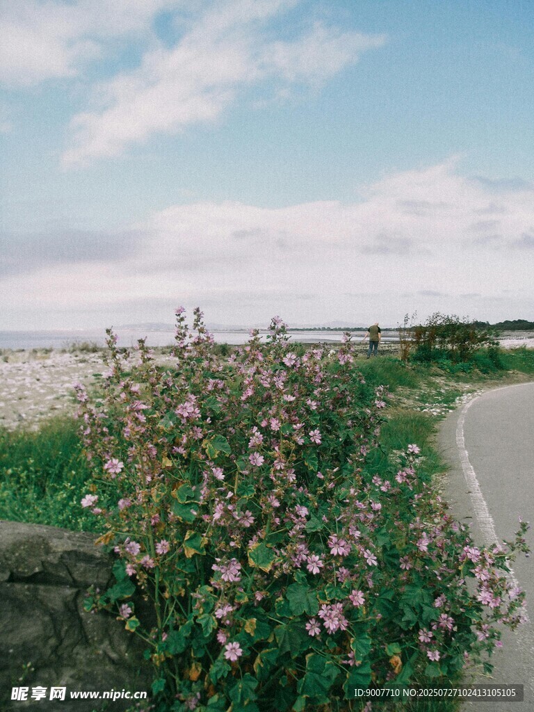 路边绽放的多彩花卉