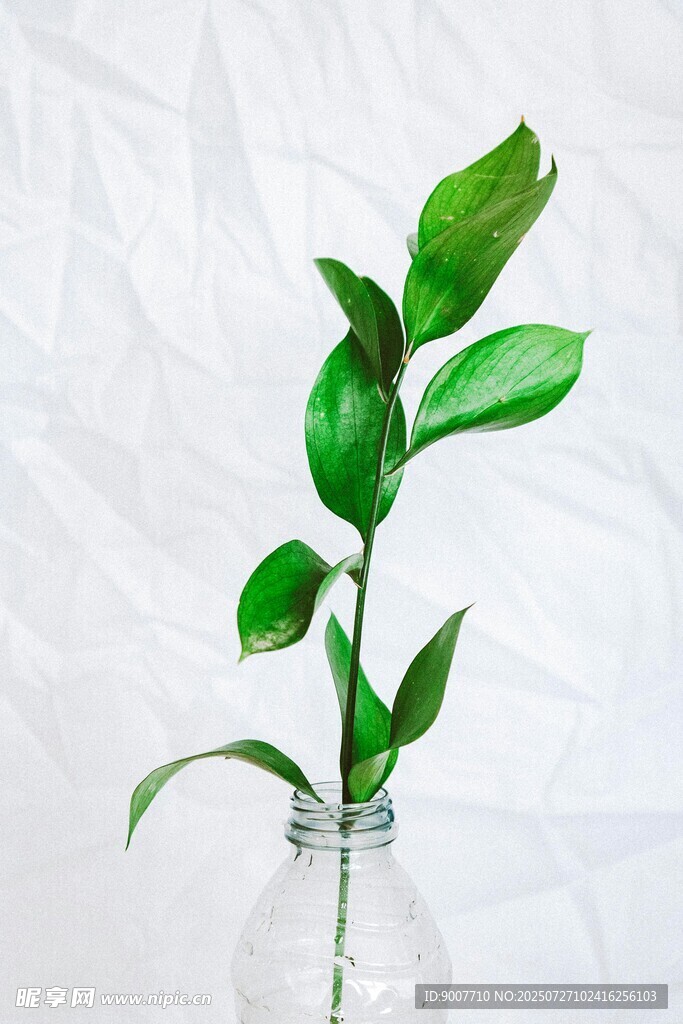 玻璃瓶中的翠绿植物