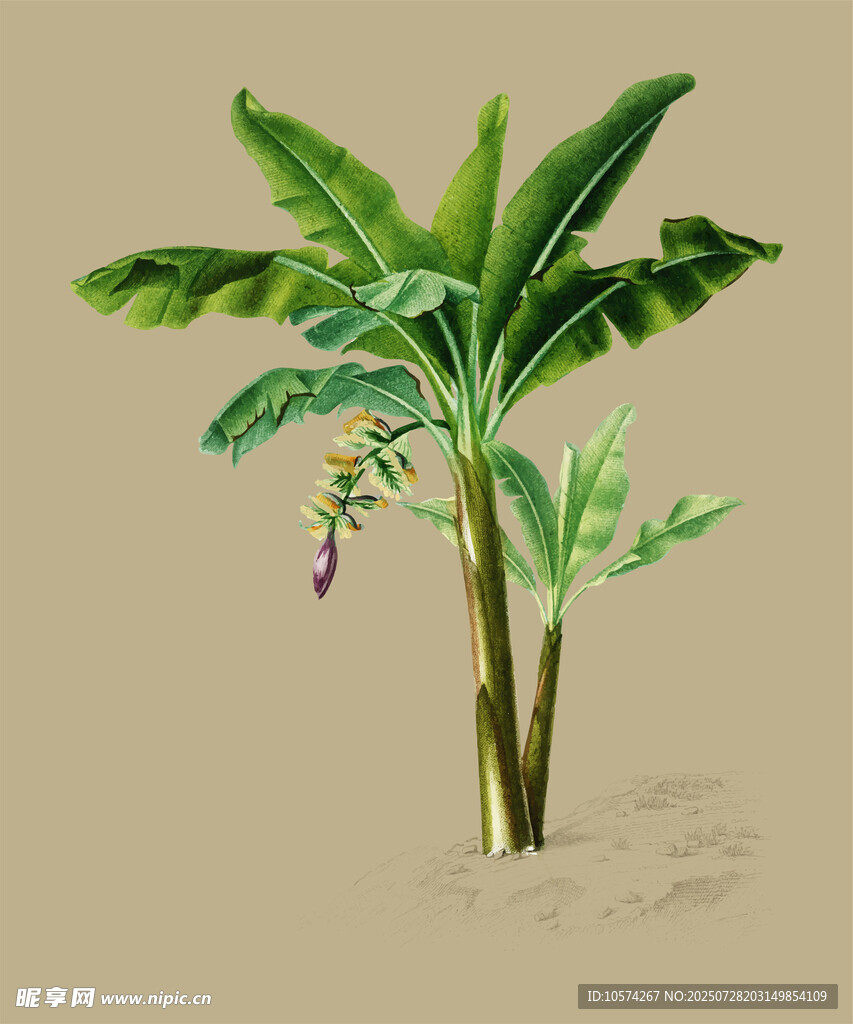 手绘香蕉植株插画