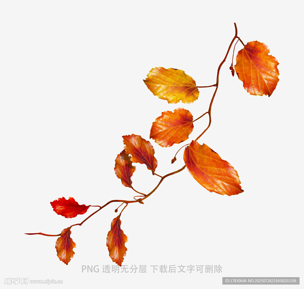 秋日红叶树枝插画