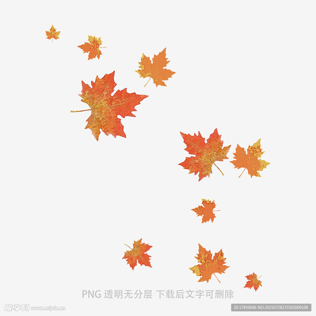 飘落的多彩枫叶