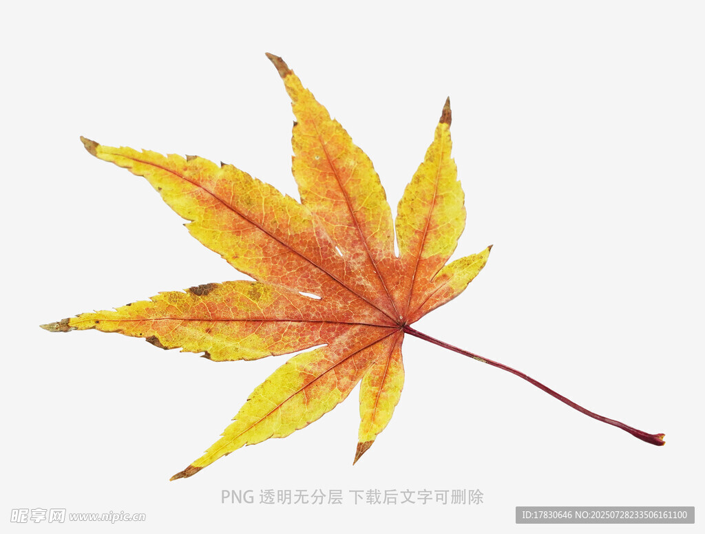 金黄枫叶特写