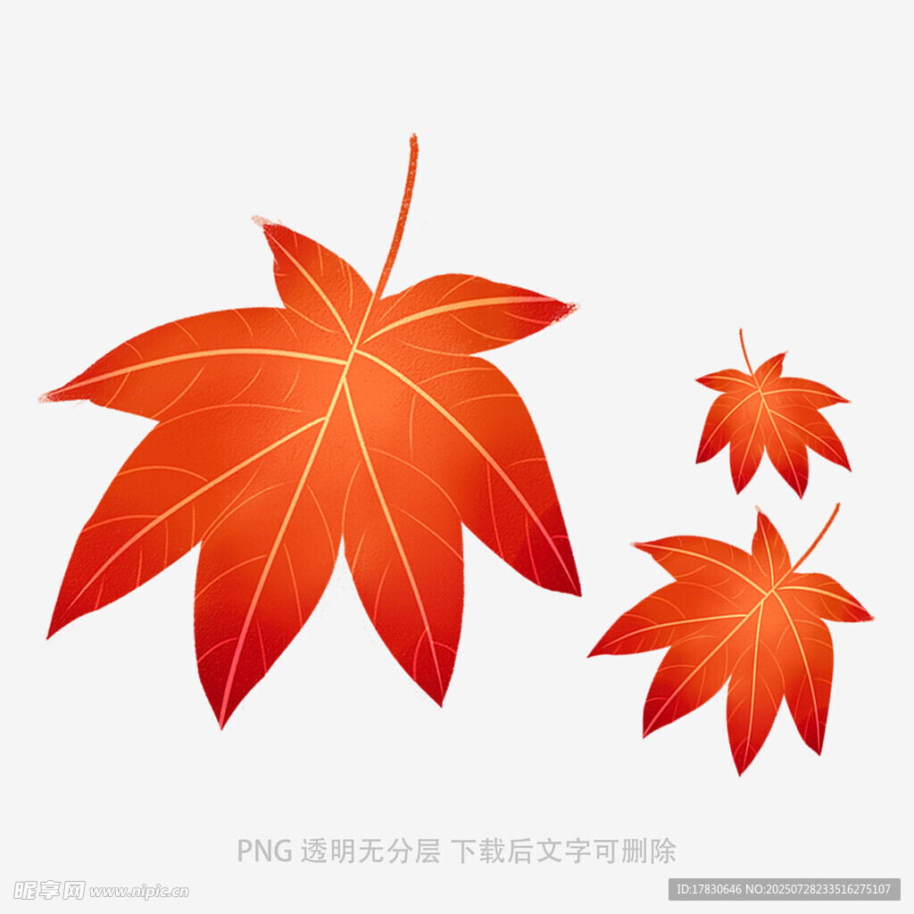 三片鲜艳红枫叶插画