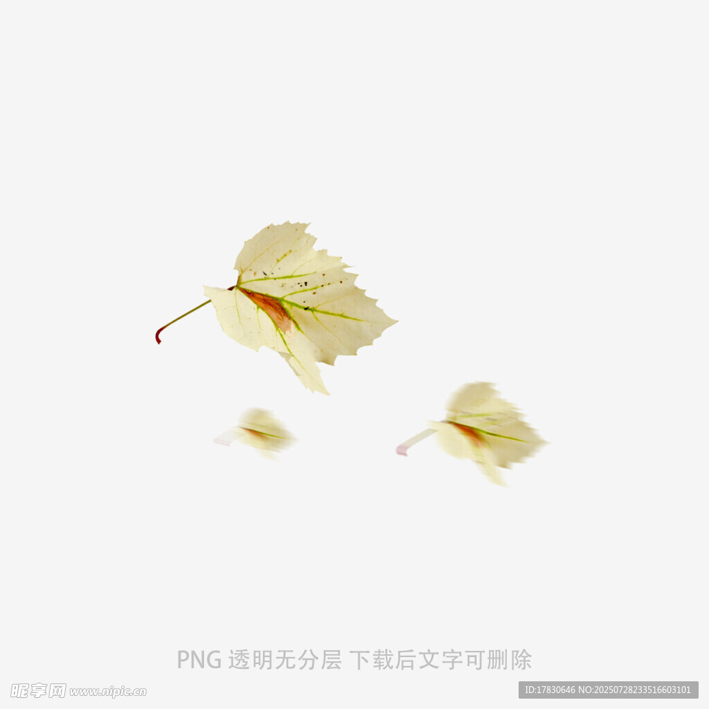 飘落的黄色花瓣