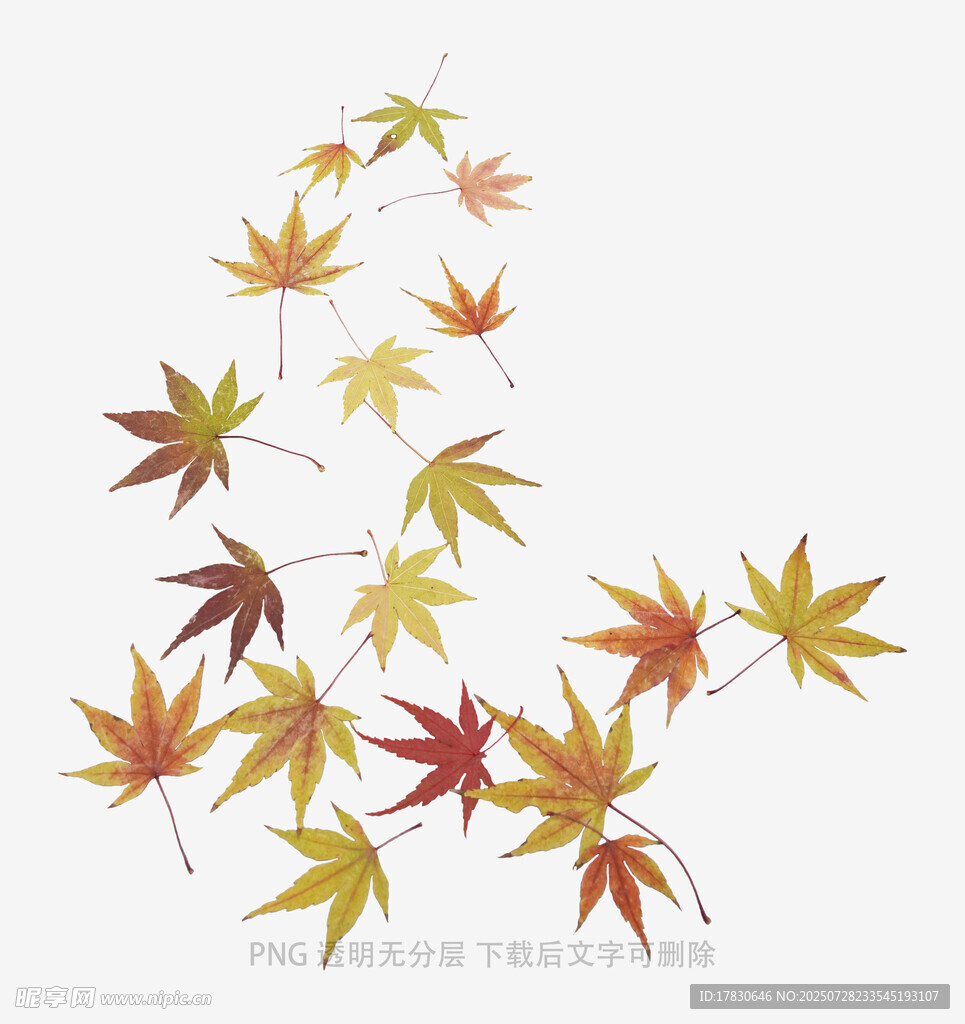 飘落的多彩枫叶