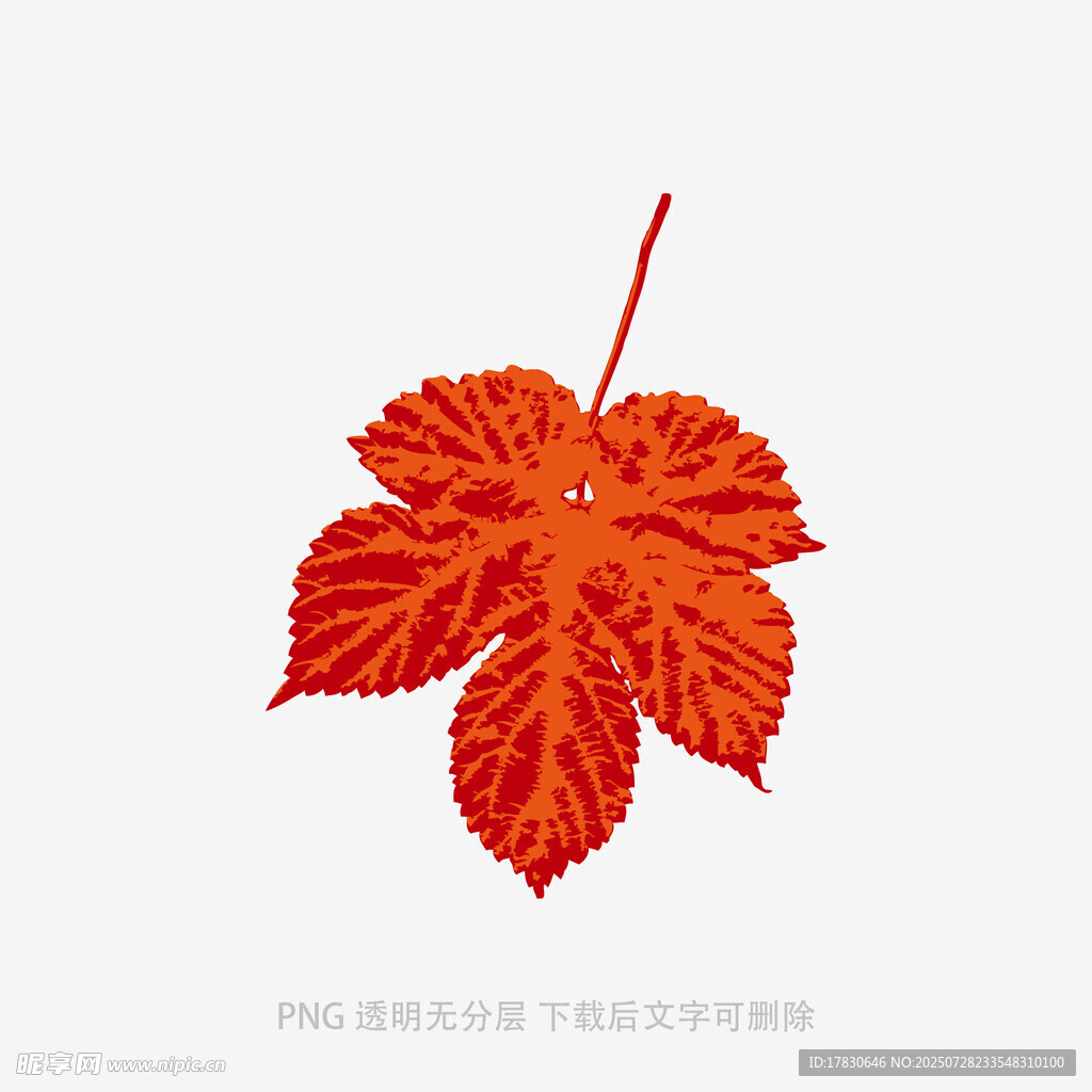 红色枫叶特写