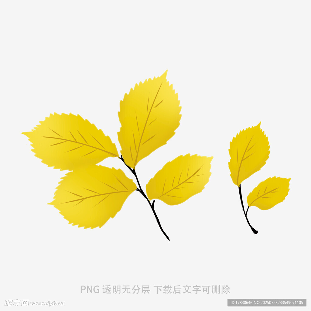两片金黄树叶特写