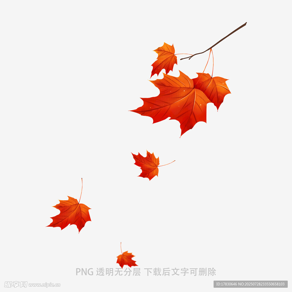 飘落的枫叶