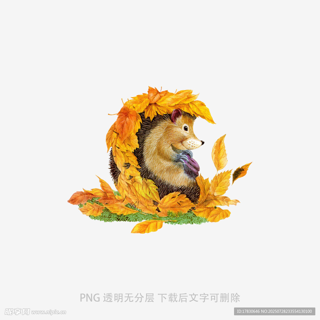 秋日刺猬赏叶插画