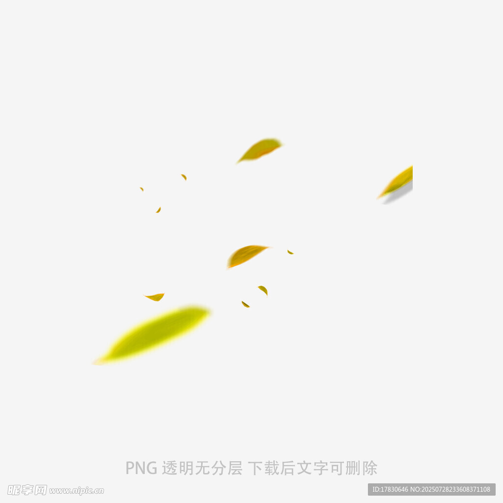 飘落的金黄树叶
