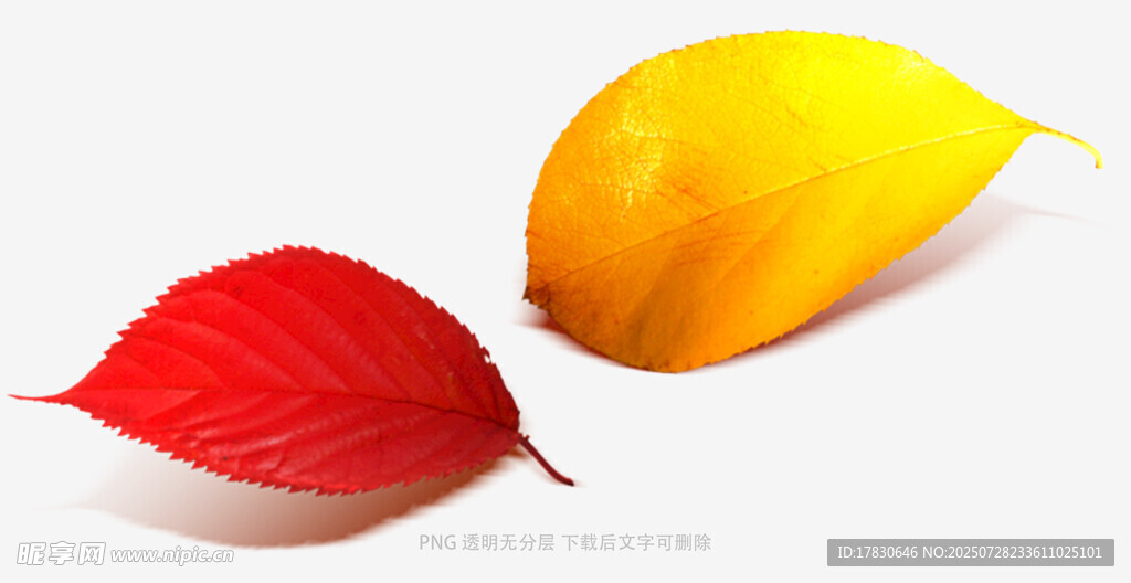 红黄两色秋叶