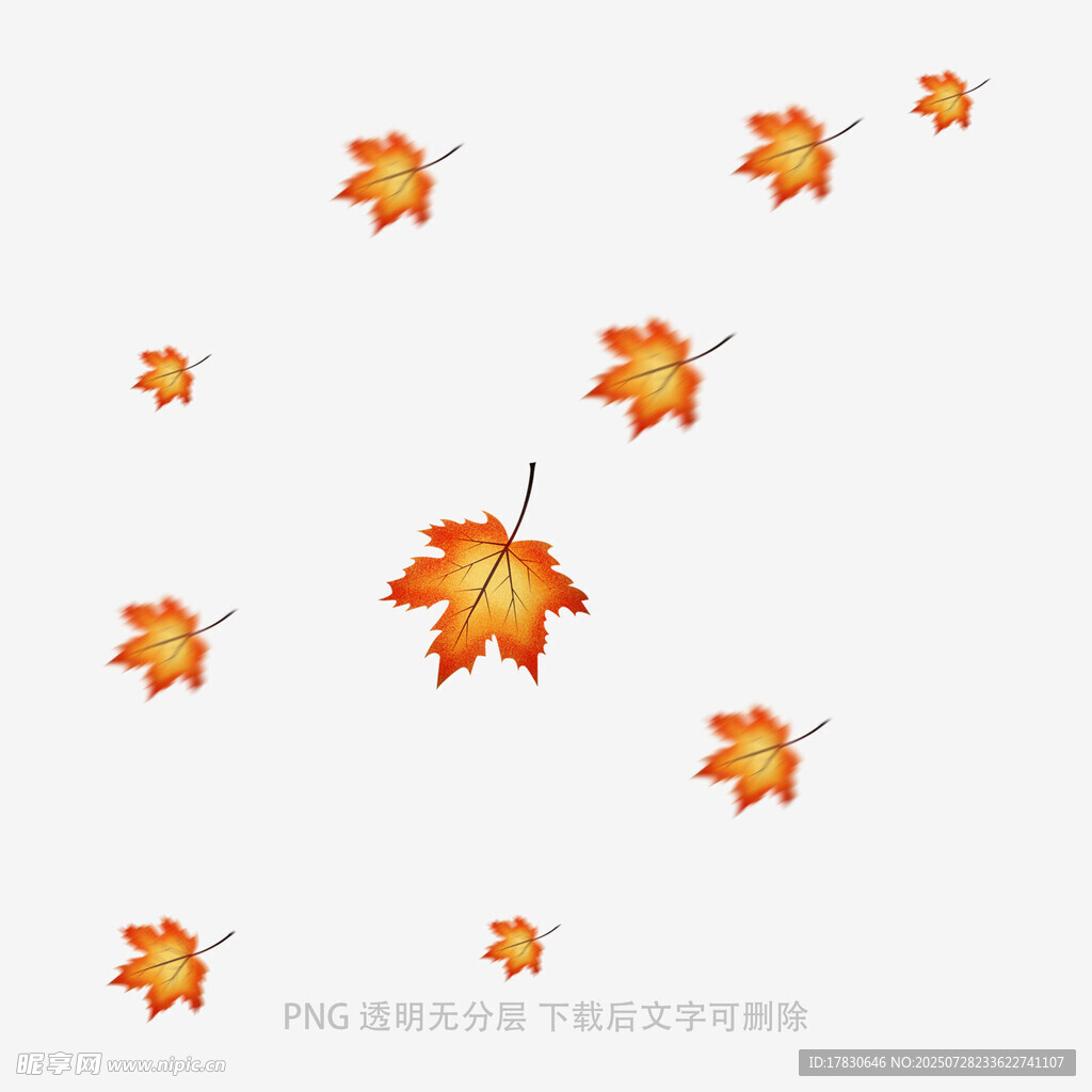 飘落的橙色枫叶