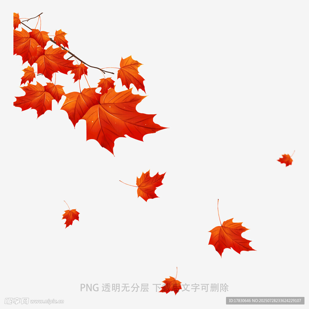 飘落的火红枫叶