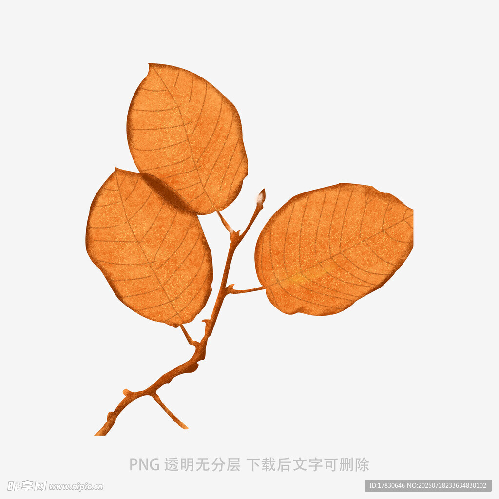 橙色叶片植物特写