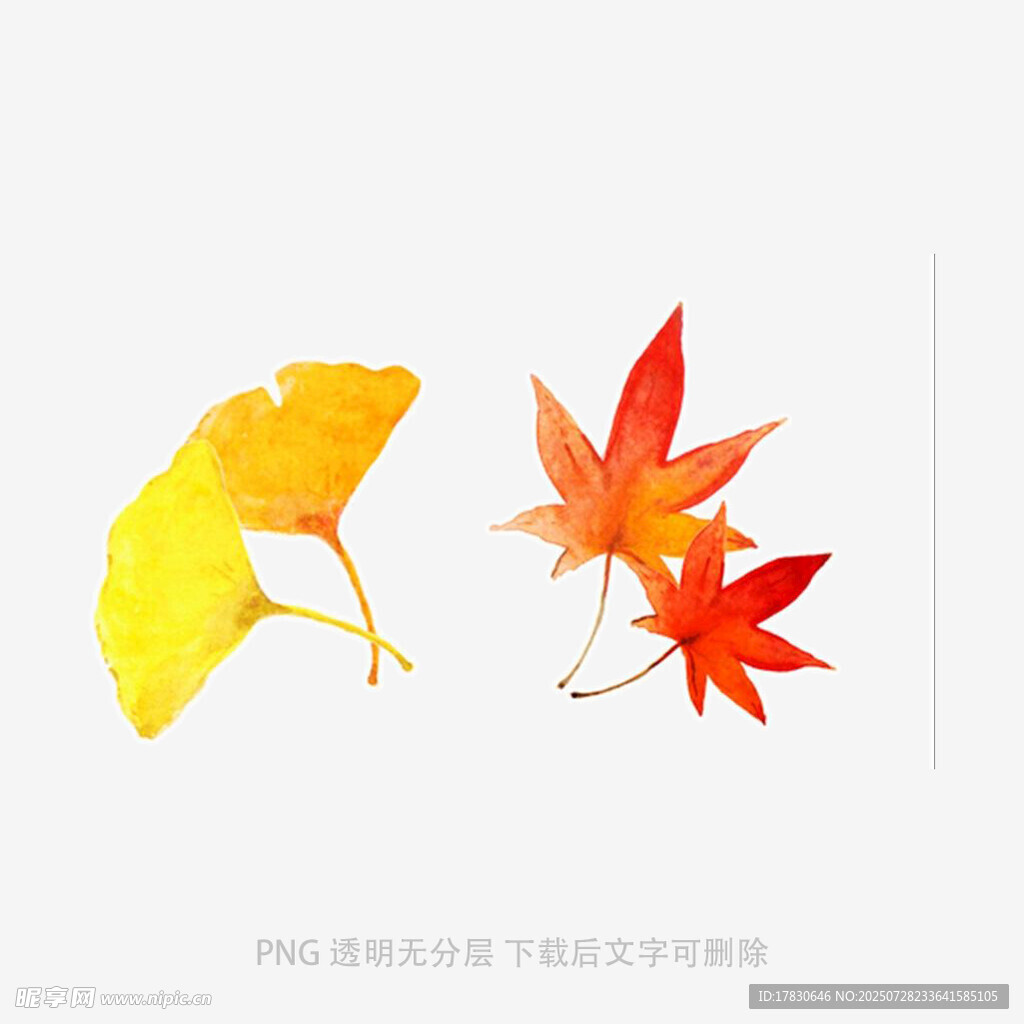 银杏枫叶插画