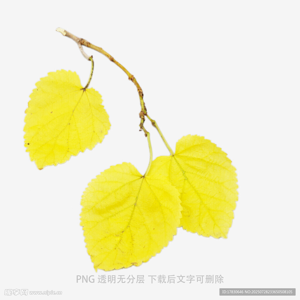 黄色叶片树枝特写