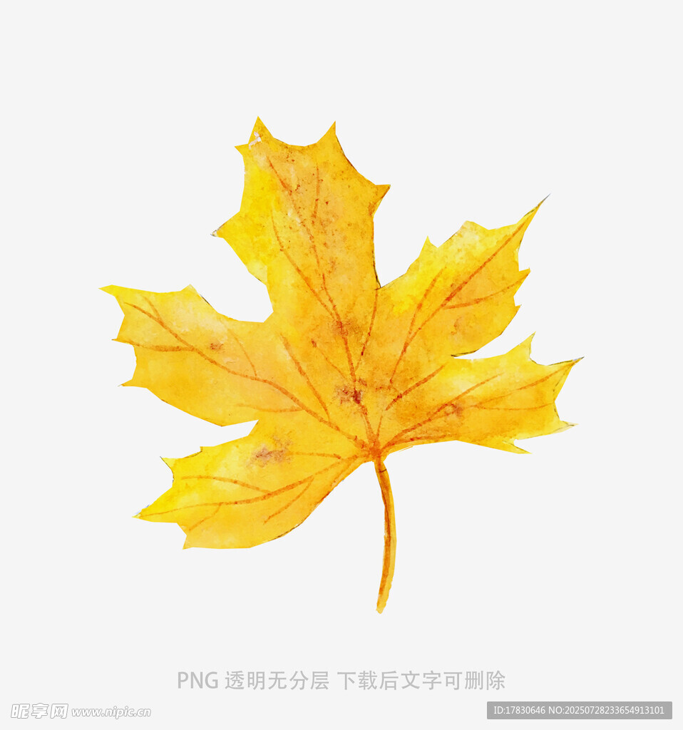 金黄枫叶水彩画