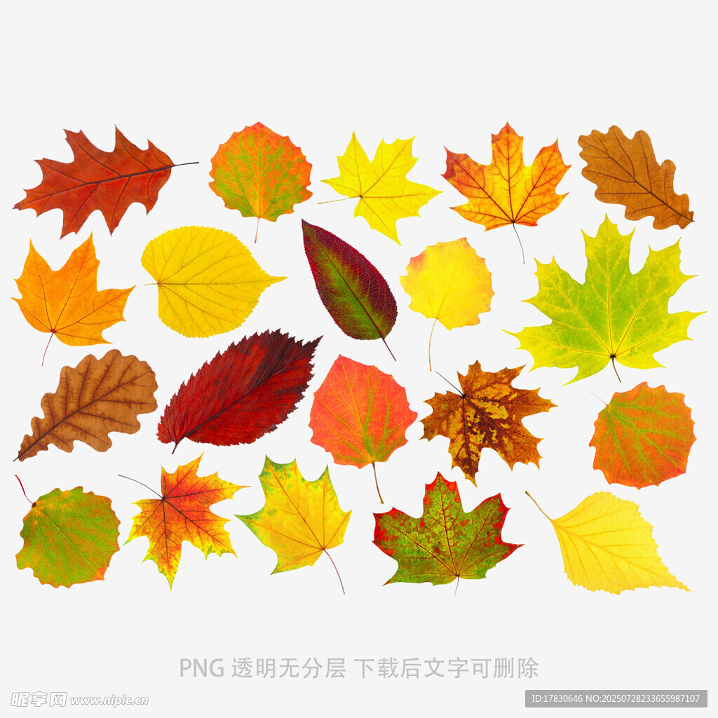 多彩秋叶集合