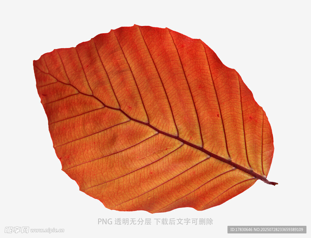 橙红色单叶特写