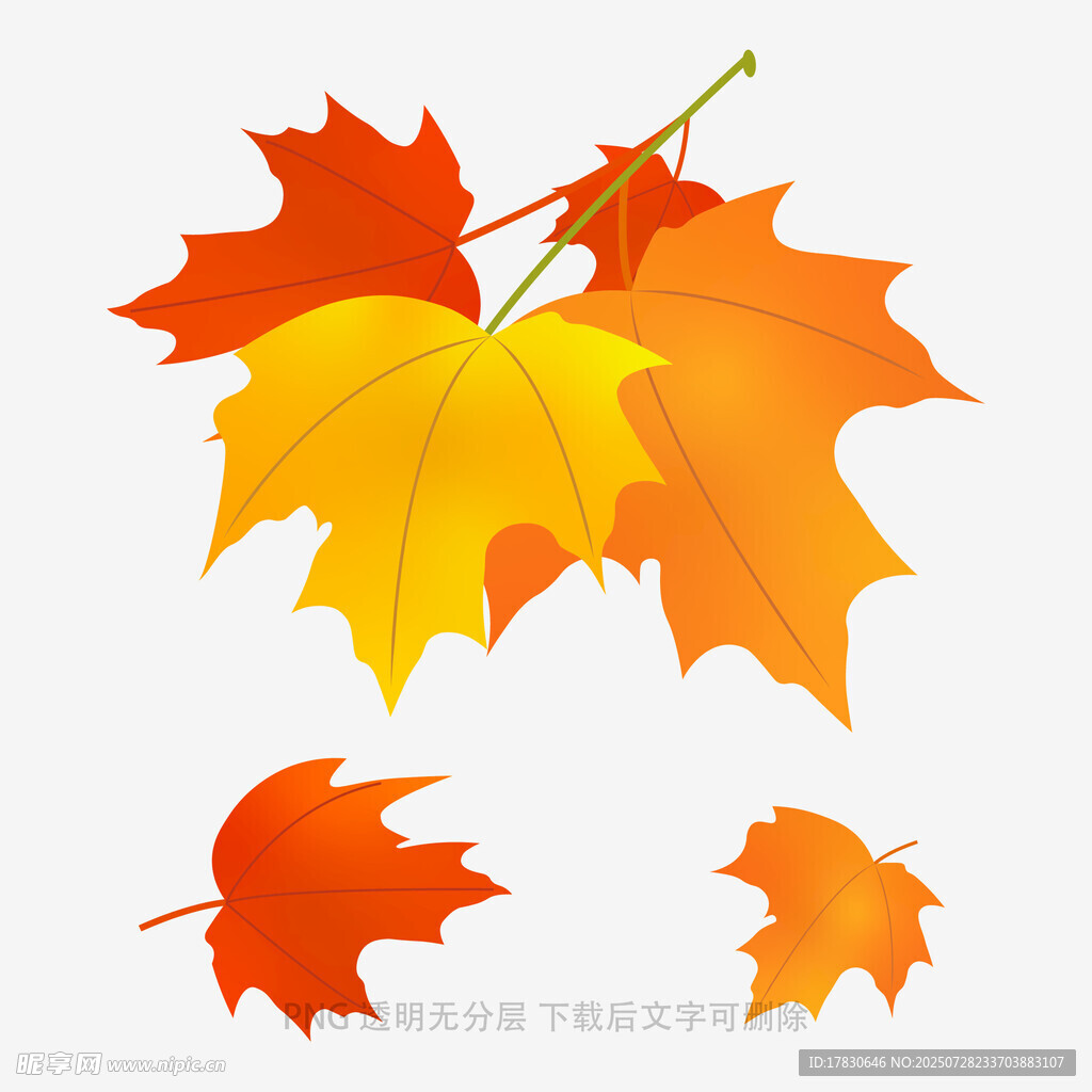 多彩枫叶插画