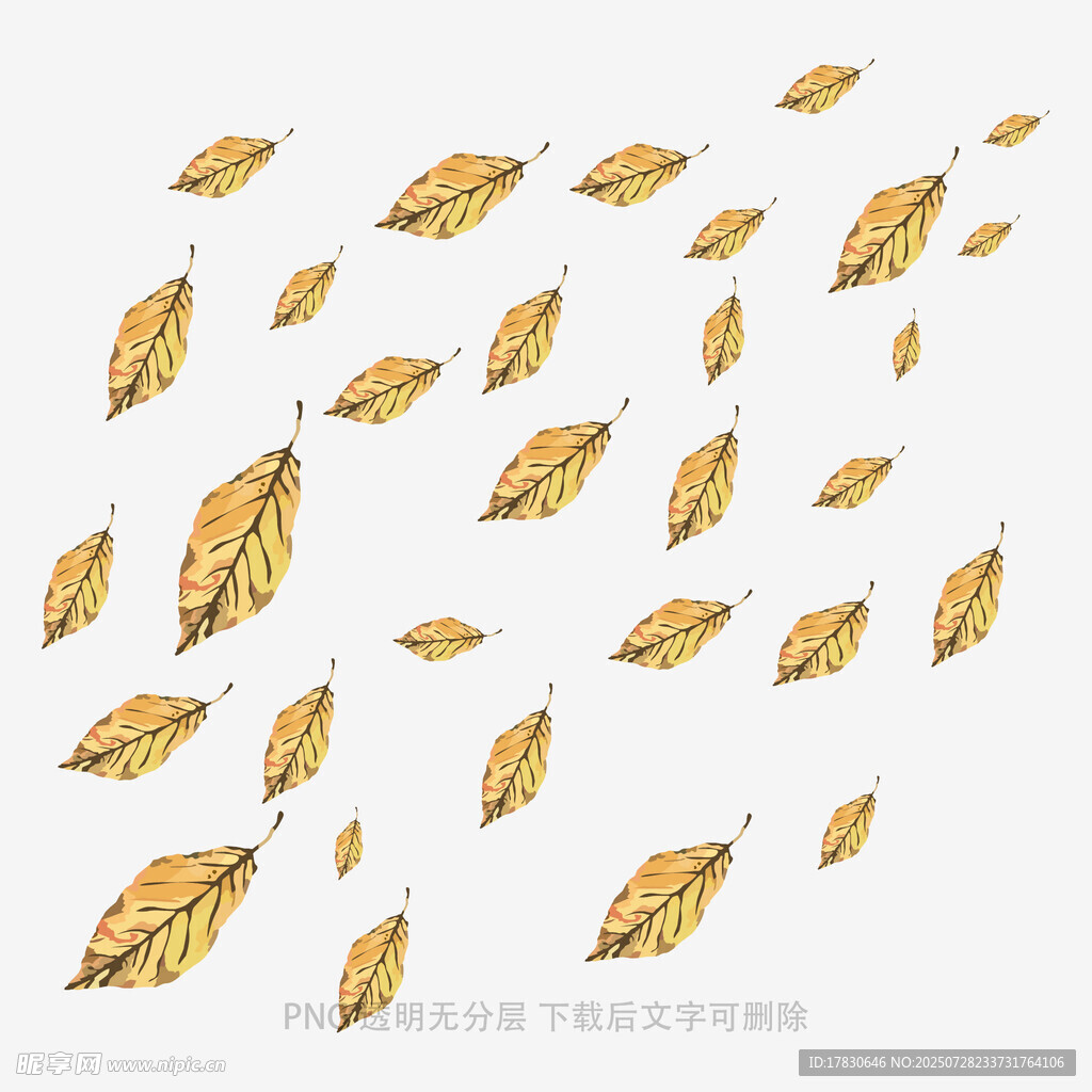 飘落的金黄树叶