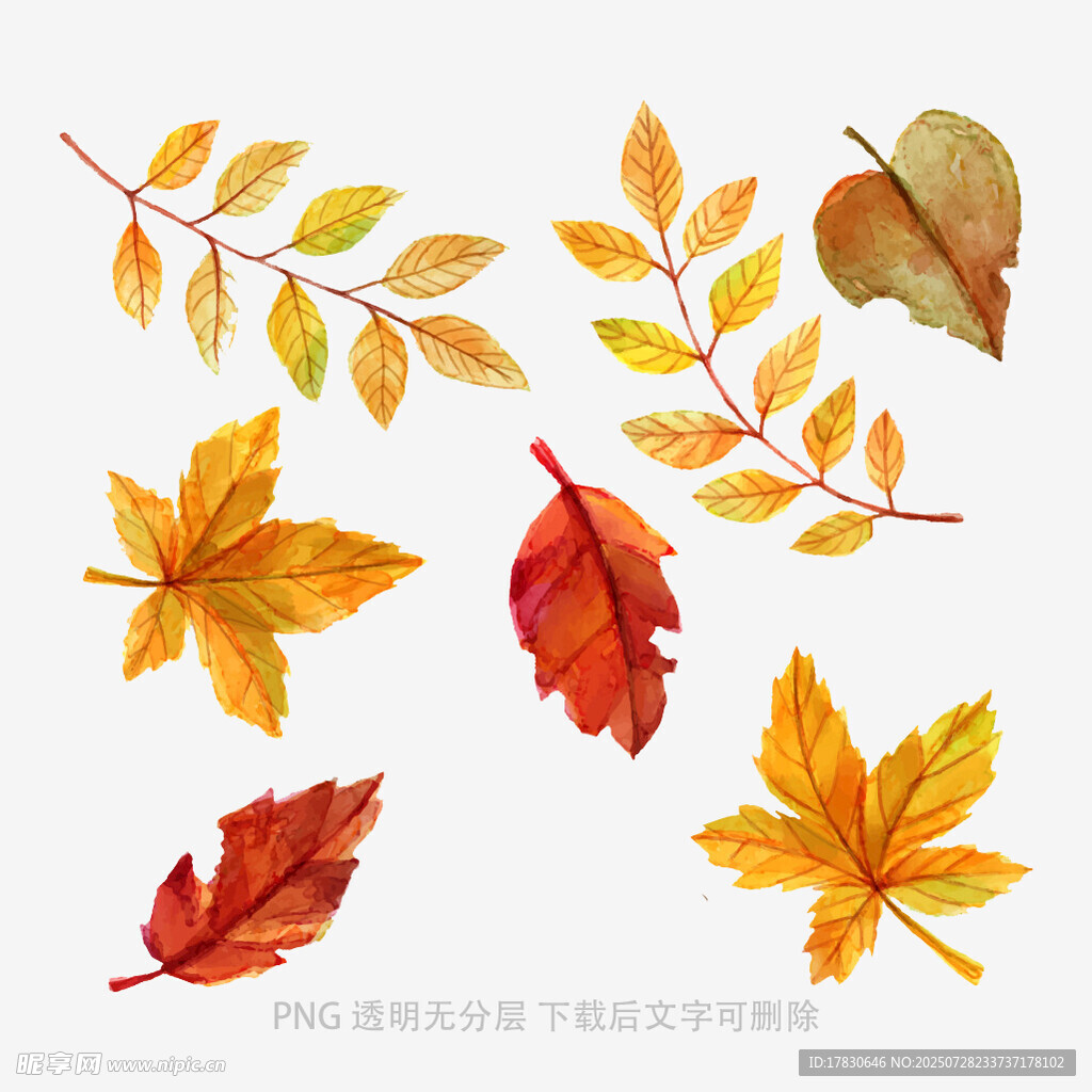 多彩秋叶插画素材