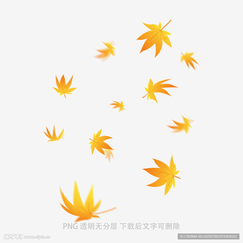 飘落的金黄枫叶