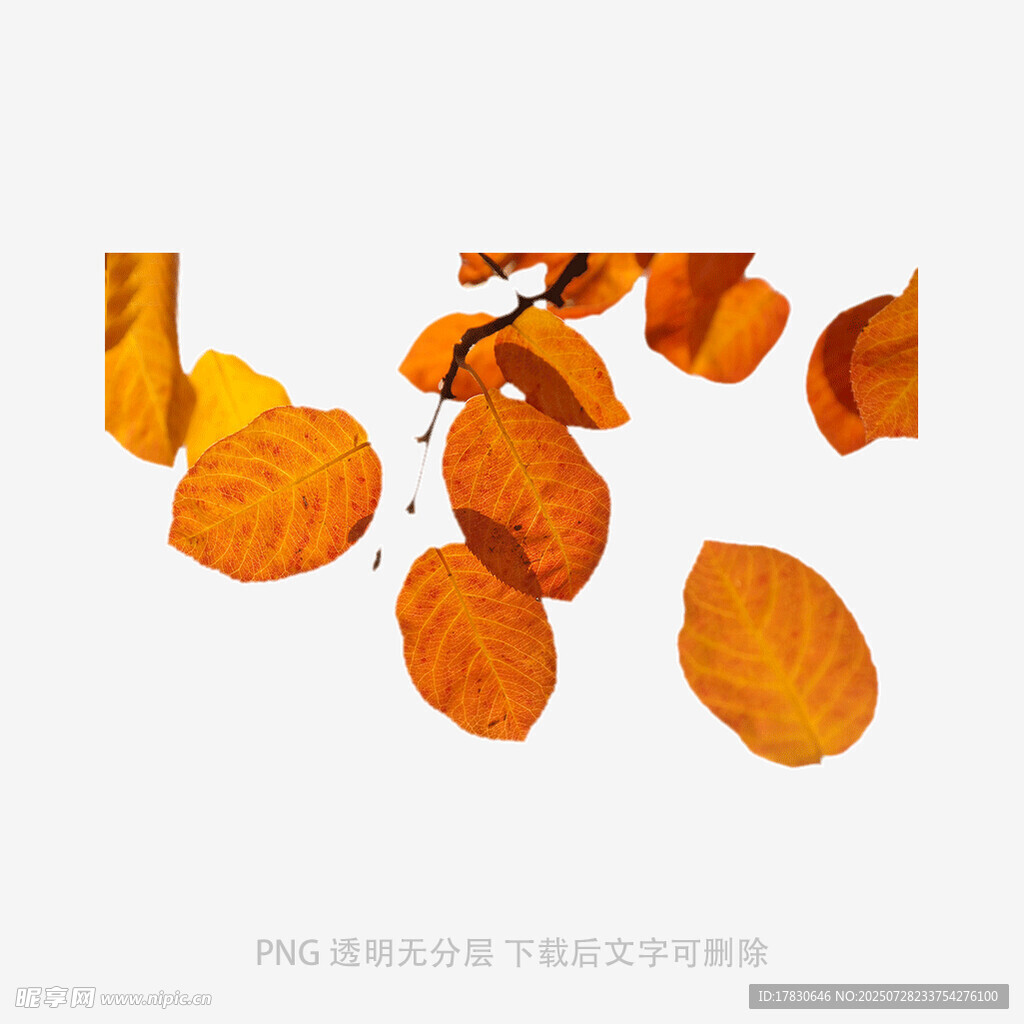 飘落的橙色树叶