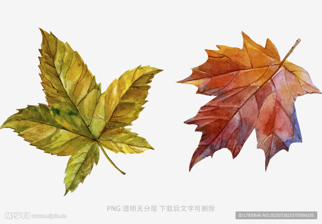 水彩绘秋叶